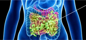 GI tract