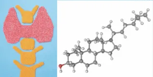 Thyroid gland and cholesterol structure